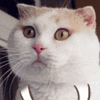 喵星人的gif-cat GIF