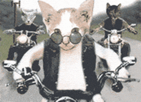 喵星人的gif-cat bikes GIF
