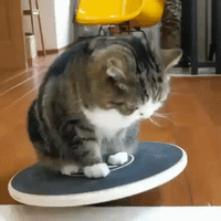 喵星人的gif-balance balancing GIF