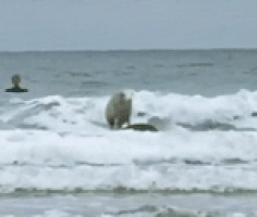 喵星人的gif-surf surfing GIF