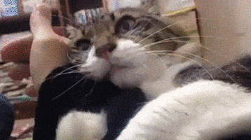 喵星人的gif-cat GIF