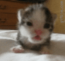 喵星人的gif-kitten roar GIF