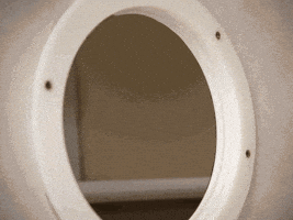 喵星人的gif-Cat Shoulder Touch GIF by Nebraska Humane Society