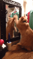 喵星人的gif-cat mirror GIF