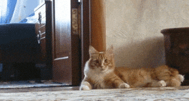 喵星人的gif-scared cat GIF