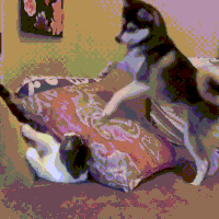 喵星人的gif-dog play GIF