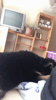 汪汪的gif-dumb dog GIF