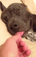 汪汪的gif-tired dog GIF by AFV Pets