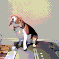 汪汪的gif-dog time GIF