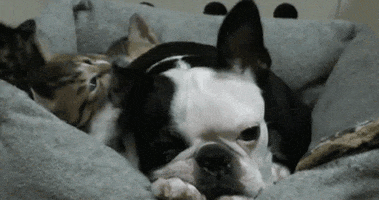 汪汪的gif-annoying dog GIF