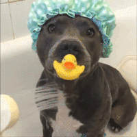 汪汪的gif-dog shower GIF