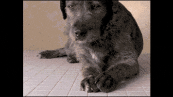 汪汪的gif-sad john oliver GIF by Last Week Tonight with John Oliver