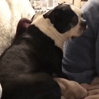 汪汪的gif-scared dog GIF