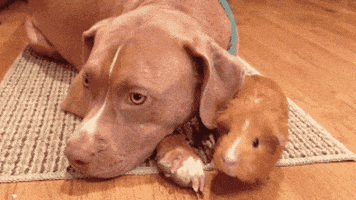 汪汪的gif-dog animal friendship GIF
