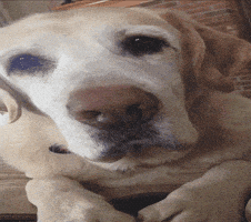 汪汪的gif-dog lol GIF by America's Funniest Home Videos