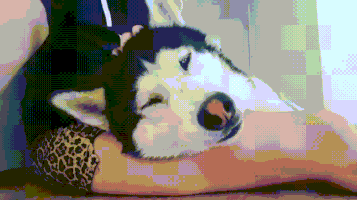 汪汪的gif-head rub GIF