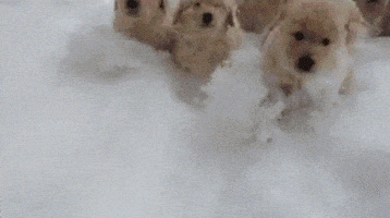 汪汪的gif-dog snow GIF