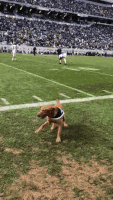 汪汪的gif-dog frisbee GIF
