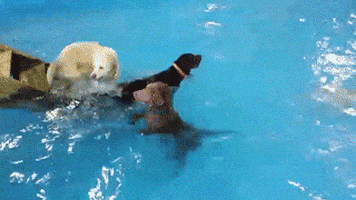 汪汪的gif-dog swimming GIF