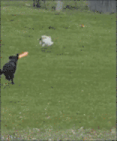汪汪的gif-cat dog GIF