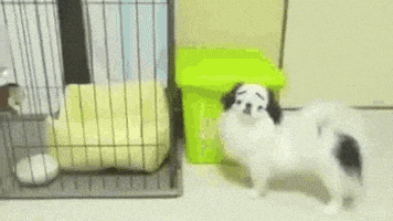 汪汪的gif-dog eyebrows GIF