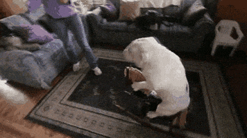 汪汪的gif-dog rocking horse GIF