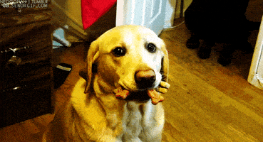 汪汪的gif-confused dog GIF