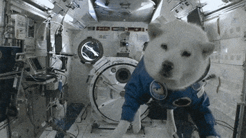 汪汪的gif-dog floating GIF