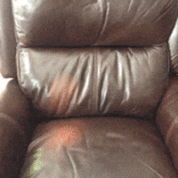 汪汪的gif-dog flirting GIF
