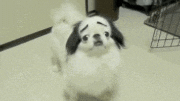 汪汪的gif-dog eyebrows GIF