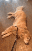 汪汪的gif-dog come GIF