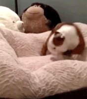 汪汪的gif-hyper dog GIF