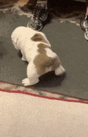 汪汪的gif