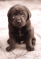 汪汪的gif-dog GIF