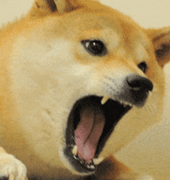 汪汪的gif-angry doge GIF