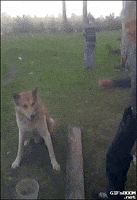 汪汪的gif-dog GIF