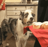 汪汪的gif-dog GIF