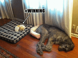 汪汪的gif-cat success GIF
