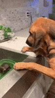 汪汪的gif-Dog Kitten GIF by moodman