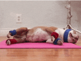 汪汪的gif-exercising work out GIF