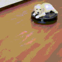 汪汪的gif-roomba GIF