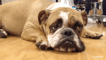 汪汪的gif-dog lol GIF by The BarkPost 