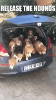 汪汪的gif