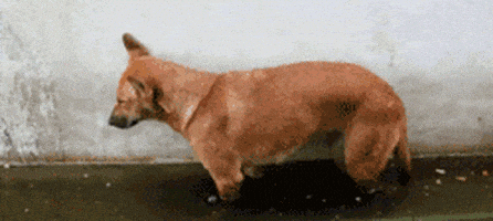 汪汪的gif-sleepy dog GIF