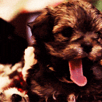 汪汪的gif-sleepy animal christmas GIF