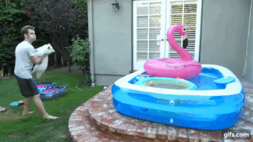 汪汪的gif-dog pool GIF
