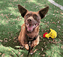 汪汪的gif-Red Bull Dog GIF by Nebraska Humane Society