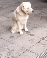 汪汪的gif-tired dog GIF