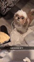 汪汪的gif-hungry dog GIF