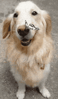 汪汪的gif-dog butterfly GIF